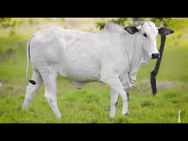 Novilha Nelore CLTN - 255