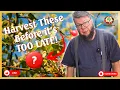 Download Lagu This One Fruit Beats Every Vitamin in Your Cabinet