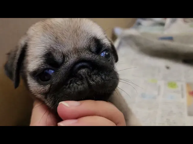 動画