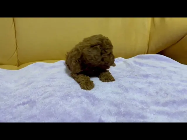 動画