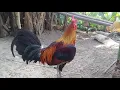 Oakgrove Hatch Bullstag Gamefowl Roosters