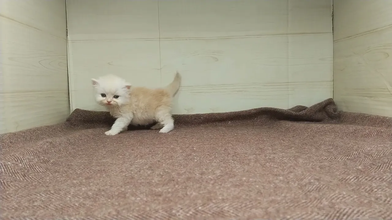 動画