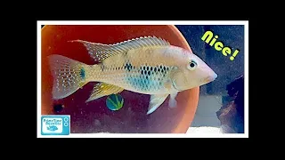 Download Geophagus steindachneri Breeding and Care MP3