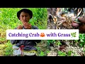 Download Lagu Primitive traditional way of catching crab with Grass#crab #nagaland