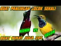 Download Lagu KONIN VS SOGON | BUAT MIKAT MANTAP, BUAT MASTERAN JOSS.