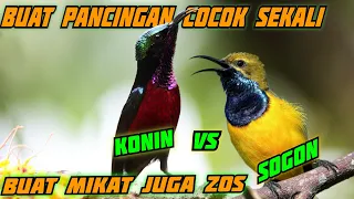 Download KONIN VS SOGON | BUAT MIKAT MANTAP, BUAT MASTERAN JOSS. MP3