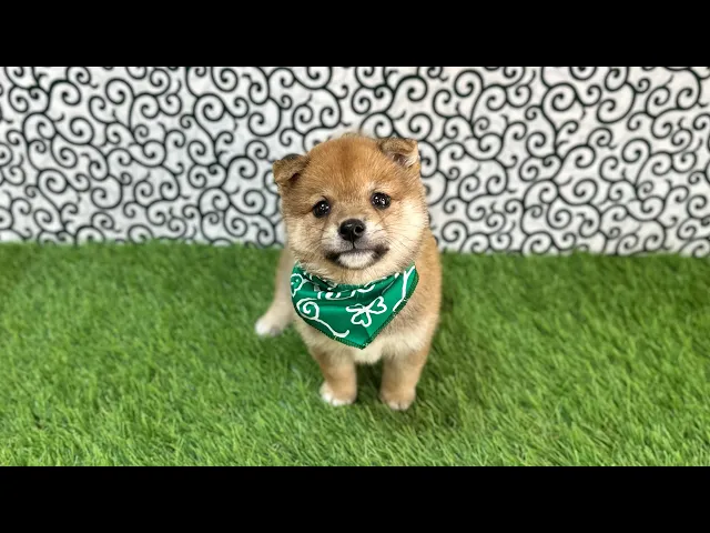 動画