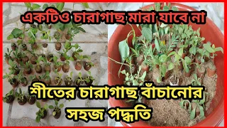 শীতের চারাগাছের সঠিক পরিচর্যা ।। একটিও গাছ এবার মারা যাবে না ।।