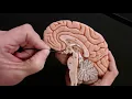 Brain Anatomy Review and Quiz