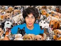 Lagu I Adopted 100 Dogs!