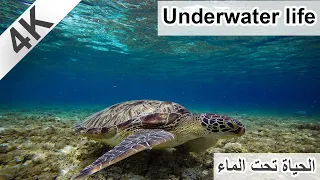                                                         عالم البحار دندنها