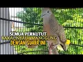 Download Lagu Perkutut Betina memanggil jantan Suara bersahutan perkutut lokal gacor , Ampuh untuk PANCINGAN