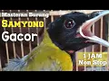 Lagu Masteran Burung Samyong Gacor TERBARU 1 jam Non Stop / Cocok Buat Masteran / Murai Batu / Kacer