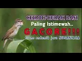 Lagu Burung Kerak Basi/Cikrok Gacor || Suara Jernih \u0026 Jelas