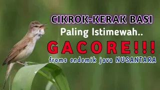 Download Burung Kerak Basi/Cikrok Gacor || Suara Jernih \u0026 Jelas MP3