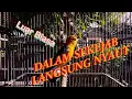 Download Lagu TERUJI dan TERBUKTI | Anis Merah manapun Langsung Nyaut, GACOR dengan Pancingan suara Anis Merah ini