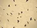 Craig Armstrong - Finding Beauty