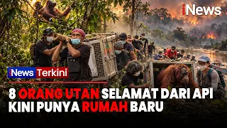 MENGHARUKAN! 8 Orang Utan Korban Karhutla Akhirnya Dilepasliarkan ke Hutan Lindung Batu Nyambu