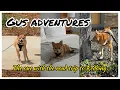 Chi mix rescue pup explores Redding