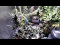 bag seeds vs breeder seeds Klone Colorado Greenpoint Genetics Update