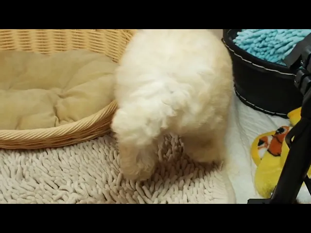 動画