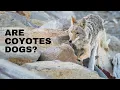 Are Coyotes Dogs