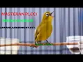 Download Lagu MASTERAN Burung Pleci Tembakan Kenari. Dijamin Langsung Nyaut ‼️