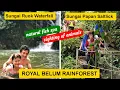 Lagu Royal Belum Rainforest- visit Sungai Papan saltlick \u0026 Sungai Ruok fish sanctuary (中文字幕/sarikata BM😊)