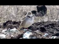 Download Lagu Calandra Lark (Melanocorypha calandra) - Dobrogea, spring 2012