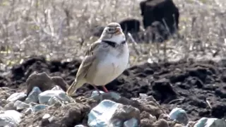 Calandra Lark Melanocorypha Calandra Dobrogea Spring 2012 