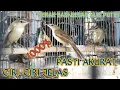 Download Lagu PERBEDAAN KERAK BASI ALIS PUTIH JANTAN DAN BETINA || Ciri-Ciri Jelas Kerbas Besar Bahan Ombyokan