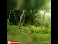 Download Lagu Murai batu hutan garang. Denak murai batu padu. Burung hutan lawan padu. Denak murai batu terbaik.