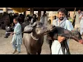 Download Lagu Today Waqar Bhinder Visit Salam Mandi 😲🐃 | آج دو بھینسیں خرید کر لائے منڈی کے کیا حالات ہیں ؟؟؟
