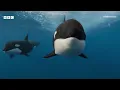 Killer whales use new hunting technique to kill blue whale | Parenthood - BBC