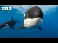 Killer whales use new hunting technique to kill blue whale Parenthood - BBC