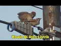 Download Lagu Awas Kesetrum !!! Burung Gereja Kawin Vs Burung Perkutut