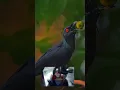 Download Lagu terjawab sudah jenis burung Hitachi ternyata cucak keling 😮‍💨