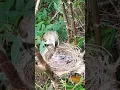 Download Lagu Burung Trucukan Memberi Makan \u0026 merawat anaknya di Alam