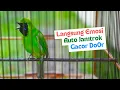 Download Lagu Pancingan Cucak Ijo Gacor Buat Cucak Ijo Lain Emosi dan Mau Jamtrok! Auto Bongkar Full Isian