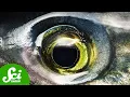 Salmon Can Turn on Night Vision Why Can t We