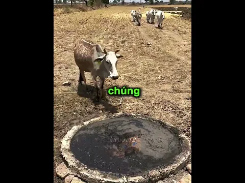Những chú bò dễ thương🐄🐂#shorts