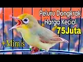 Download Lagu Peluru Kecial Kuning Viral Super Gacor Speed Pendek Super Gesit