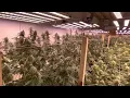 707 Chemdog and Apple Fritter Lumpy s cut