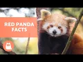 The RED PANDA Characteristics Habitat Diet and More
