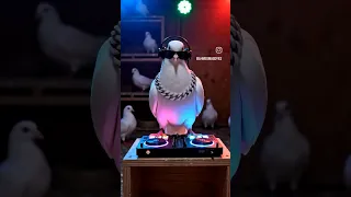 عيال جديده لانج   دندنها