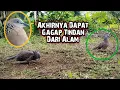 Download Lagu Akhirnya Bisa Dapat Tekukur Gagap Tindan Langsung Dari Alam, Yang Kita Cari Selama Ini