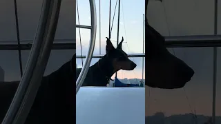 🐾.. #fyp #dream #youtube #pets #doberman
