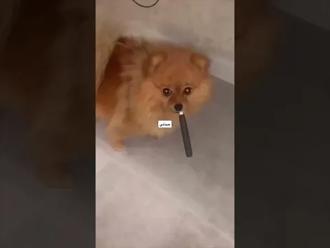 في ايه🤣🤣🙄