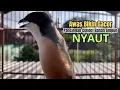 Download Lagu burung cendet gacor BONGKAR MATERI JITU buat PANCINGAN CENDET AGAR BUNYI jadikan BURUNG PENTET GACOR