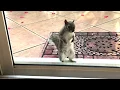 Funny Dancing Squirrel named Bucky